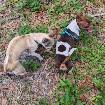 Topol is my new buddy